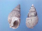 (2) Nassarius trivittatus Say, 1822....18, 20 mm. F++. Well beaded, fully adult examples with complete lip & parietal glaze...Atlantic Canada...$5 (2 available)