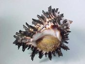 (1) Hexaplex radix Gmelin, 1791....70 mm. F++ w/operc. Great example with virtually every black spine intact...Panama...$16 (1 available)