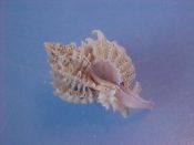 (1) Favartia cirrosa Hinds,1844....18 mm. F++. Great specimen of this small Muricid with nicely recurved varical spines...Philippines...$12 (1 available)