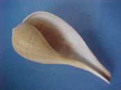 (2) Ficus gracilis Sowerby, 1825....101, 106 mm. Long lovelies with tan axial lines & intact, finely crenulate lips...”East Asia”...$6 (2 available)