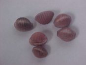 (4) Trivia californiana Gray, 1827....8 to 10 mm. F+ high. Deep mauve with a white dorsal furrow...West Mexico...$5 (4 available)