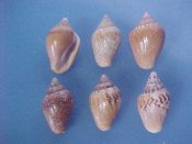 (1set) Columbella fuscata Sowerby, 1832....17 to 20 mm. F+/F++. Sweet 6 pack shows a range of patterns...West Mexico...$10 (1 set available)