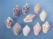 (1set) Columbella mercatoria Linne, 1758....15 to 19 mm. F+/F++. Fine 10 piece set selected to show maximum variability...Florida...$19 (1 set available)