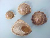 (1set) Astraea undosa Wood, 1828....36 to 73 mm. F++. Delightful 4 piece growth series of this wonderfully wavy-edged species...West Mexico...$29 (1 set available)