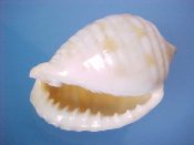 (1) Malea pomum Linne, 1758....63 mm. F+. Nice sized specimen with fully developed lip teeth & parietal callus...”Indo Pacific”...$6 (1 available)