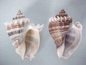 (1pr) Melongena corona Gmelin, 1791....63, 64 mm. F+. Great extreme pair, from nearly white to mostly brown, both with fine, intact lips...Florida...$8 (1 pair available)