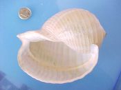 (1) Tonna galea Linne, 1758....108 mm. F+. Nice mid-sized specimen with interesting “double” lip...ex col...$12 (1 available)