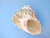 (1) Astraea caelata Gmelin, 1791....50 mm. F++. Great example, greenish, with intact lip & peripheral spines and pearly silver aperture...ex col...$6 (1 available)