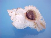 (1) Hexaplex stainforthi Reeve, 1843....56 mm. F++ w/operc. Albinistic specimen, all white, no colour on the varices, but a pretty orange-pink columella...Australia...$39 new price (1 available)