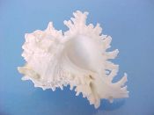 (1) Chicoreus cichoreus Gmelin, 1791....57 mm. F+. Pure white albino specimen...ex col...$7 (1 available)