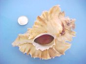 (1) Ceratostoma burnetti Adams & Reeve, 1849....101 mm. F+ w/operc. Huge specimen, with excellent, undulating final varix, intact lip with spine & good siphonal canal. A few minor sponge holes & a small coral on the spire, but an ex col giant!...California...$190 (1 available)