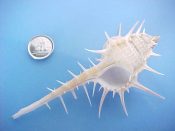 (1) Murex tenuirostratum Lamarck, 1822....101 mm. F+ high. Just one shortened spine on this fine example...Philippines...$15 (1 available)