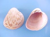 (1) Dinocardium robustum Lightfoot, 1786....76 mm. F+. Big, fat, example with rich brown interior...N. Florida...$6 (1 available)