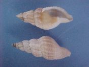 (3) Pisanella viva Habe & Okutani, 1981....30 to 32 mm. F++. Good examples of this unusually elongated Cancellarid...Philippines...$11 (3 available)