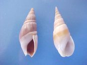 (4prs) Bullia species....27 to 30 mm. F++. Pairs of this Nassarid, one brown & one white with a tan band. Close to B. mauritiana but smaller & with axial spire sculpture, compared to spiral ridges on mauritiana...Somalia...$9 (4 pairs available)