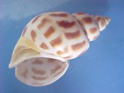 (1) Babylonia areolata Link, 1807....85 mm. F++. Lovely, large examples with good spire & lip, boldly patterned in brown bars on white...Philippines...$12 (1 available)