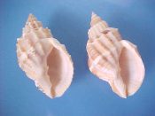 (5) Cancellaria spengleriana Deshayes, 1830....50 to 53 mm. F++. Good sized typical examples with high, pointed apices...Japan...$18 (5 available)