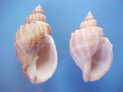 (1pr) Cancellaria spengleriana Deshayes, 1830....40, 48 mm. F++. Interesting pair shows extremes of form, one high spired & low ribbed, the other, squat, with strong, shouldered ribs...Japan...$23 (1 pair available)