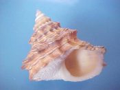 (1) Tectarius pagodus Linne, 1758....49 mm. F++. Good example, orange with black spiral lines and intact lip...Philippines...$5 (1 available)