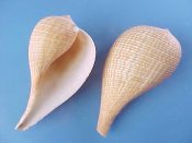 (4) Ficus gracilis Sowerby, 1825....95 to 100 mm. F+ high. Beautiful & elegant examples with good, if not perfect, lips...Philippines...$5 (4 available)