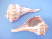 (3) Busycon contrarium Conrad, 1840....110 to 114 mm. F++ w/operc. Good late juveniles complete with opercs show remains of the brown vertical lined pattern...Florida...$6 (2 available) OVERSIZE