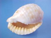 (1) Malea pomum Linne, 1758....54 mm. F+high. Good specimen with thickened, well toothed lip& columella...Philippines...$7 (1 available)