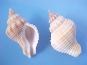 (3) Cantharus pallidus Broderip & Sowerby, 1835....43 to 46 mm. F++. Good big examples with a touch of brown to belie its name...West Mexico...$5 (3 available)