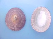 (1) Cellana exarata Reeve, 1854....58 mm. F+. Good, big example with red-brown ribs. Typical mild apical erosion...Hawaii...$4 (1 available)