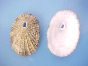 (4) Fissurella listeri Orbigny, 1842....29 to 31 mm. F+. Heavily ribbed, deep tan with broad black rays and white interior...Bahamas...$3 for 2 (4 available)