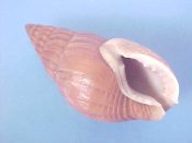 (1) Nassarius hirtus Kiener, 1849....33 mm. F+. Dark brown with strong axial ridges but almost no spiral sculpture...Philippines...$4 (1 available)