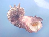 (1) Angaria delphinus Linne, 1758....60 mm. F++ w/operc. Has disconnected body whorl so that it looks like a spiny black & purple Rhiostoma!...Philippines...$12 (1 available)