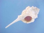 (1) Siratus cf. pointieri Merle & Garrigues, 2008....70 mm. F++ w/operc. Supplied as a “bent tailed chrysostoma”, it is ex col from an “old collection” and seems to have been collected before it was described!...Caribbean...$125 (1 available)